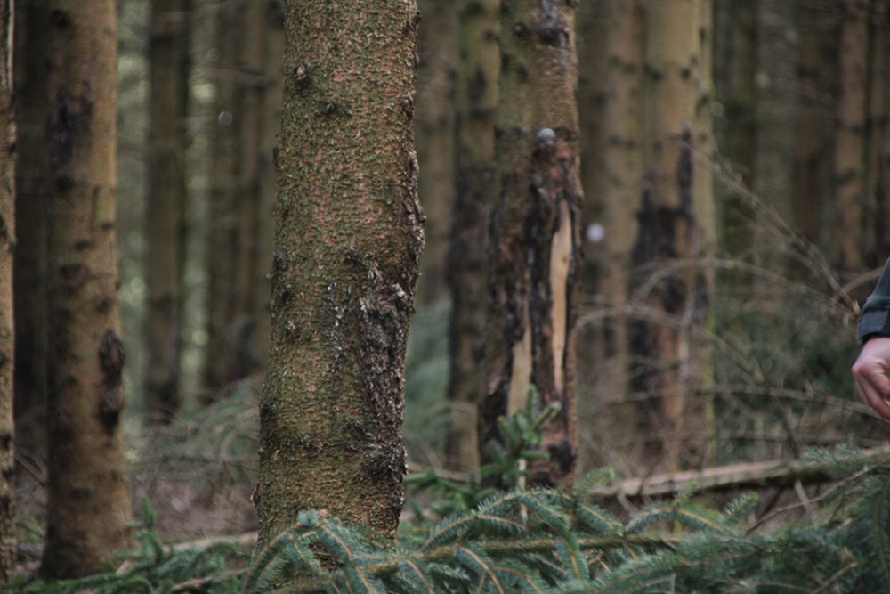 Rocherather Wald in der Gemeinde Büllingen (Bild: Chantal Scheuren/BRF)