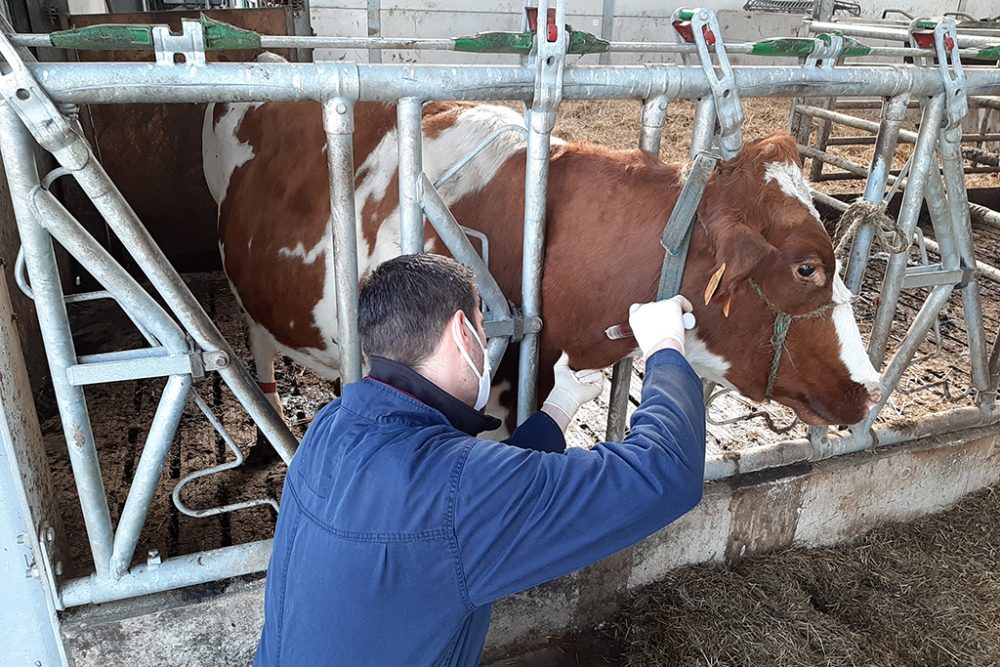 Tierarzt Grégory Schoonbroodt bei der Arbeit (Bild: Michaela Brück/BRF)