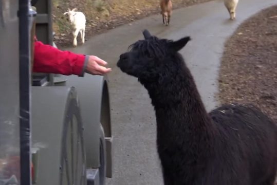 Tierpark in Coo empfängt wieder Besucher (Bild: Vedia)