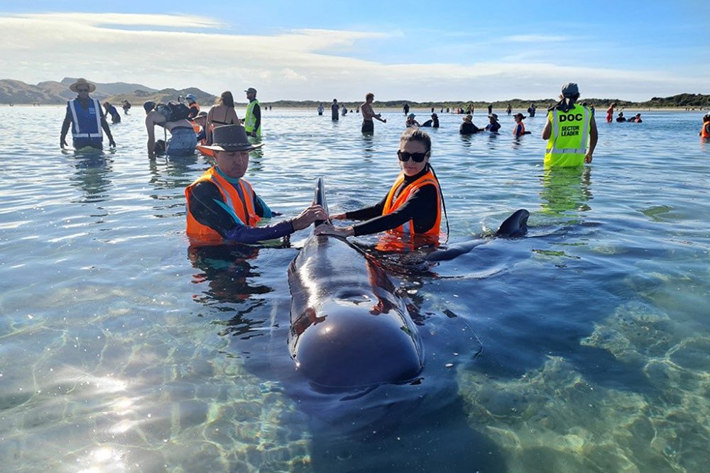 Mehr als 20 Grindwale vor Neuseeland gestrandet (Bild: Handout/Project Jonah/AFP)