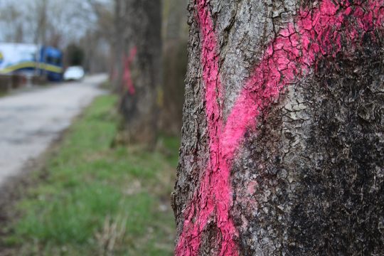 Bäume an der Hochstraße in Eupen gefällt (Bild: Robin Emonts/BRF)