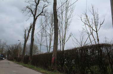 Bäume an der Hochstraße in Eupen gefällt (Bild: Robin Emonts/BRF)