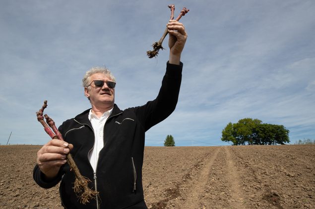 Regisseur Ben Stassen im Mai 2020 auf einer Weinplantage in seiner Heimat Aubel (Bild: Benoit Doppagne/Belga)