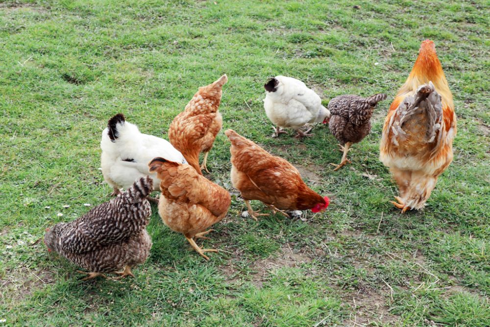Happy Farm Lontzen (Bild: Julien Claessen/BRF)