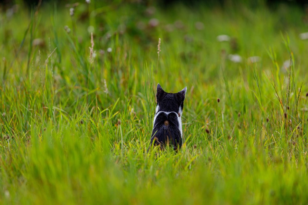 Eine Katze auf einer Wiese