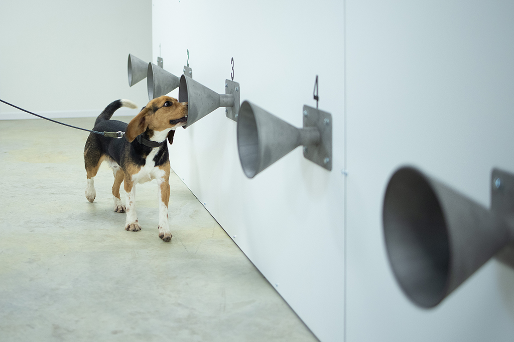 Training eines Corona-Schnüffelhunds in Bredene (Bild: James Arthur Gekiere/Belga)