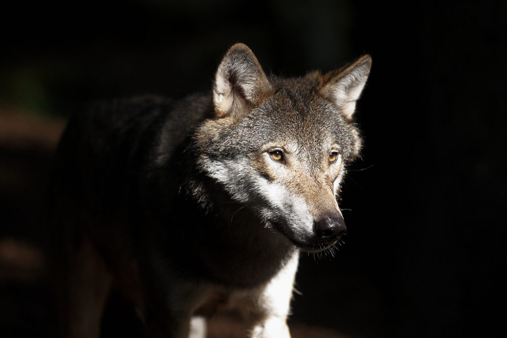 Eine der Fotografien der Ausstellung (Bild: Ola Jennersten / WWF-Sweden)