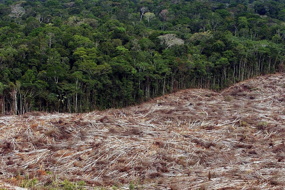 Abholzung im Amazonas-Regenwald in Brasilien (Bild: Marcelo Sayao/EPA)