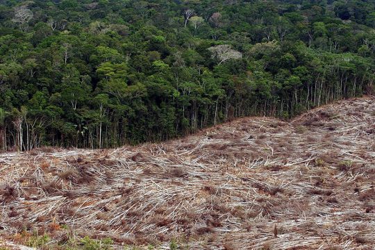 Abholzung im Amazonas-Regenwald in Brasilien (Bild: Marcelo Sayao/EPA)