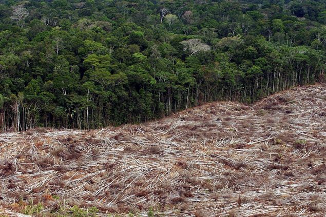 Abholzung im Amazonas-Regenwald in Brasilien (Bild: Marcelo Sayao/EPA)