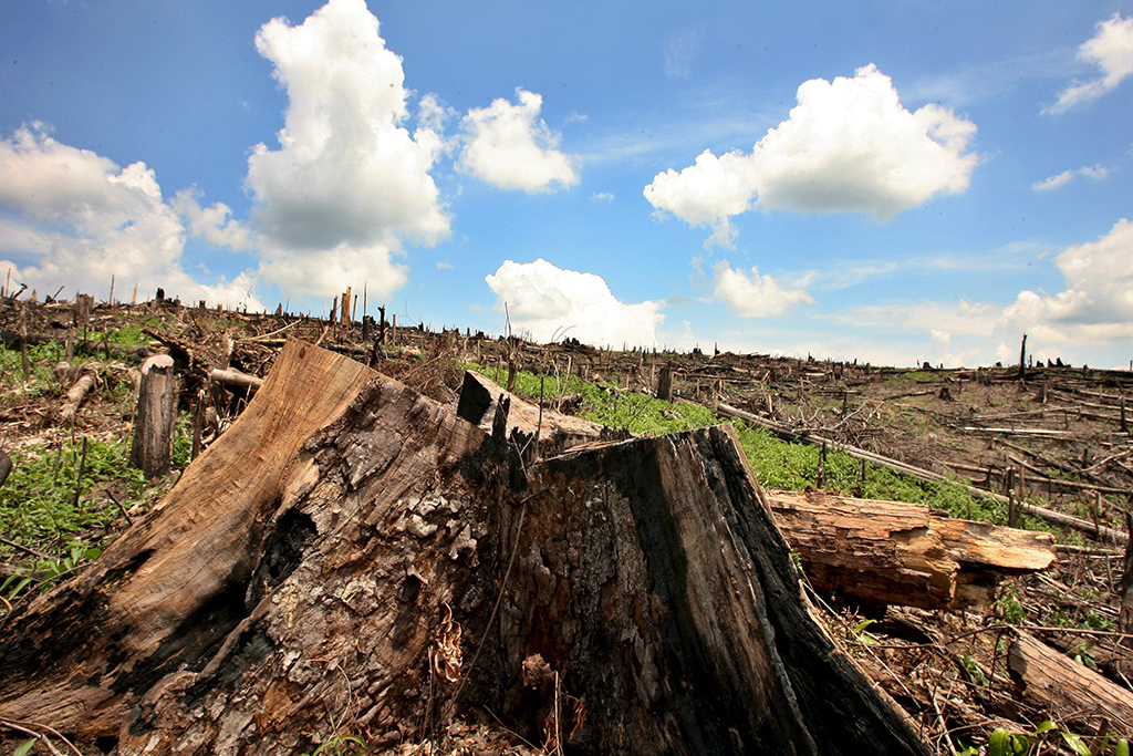 Abgeholzter Wald in Indonesien (Bild: Mast Irham/EPA)