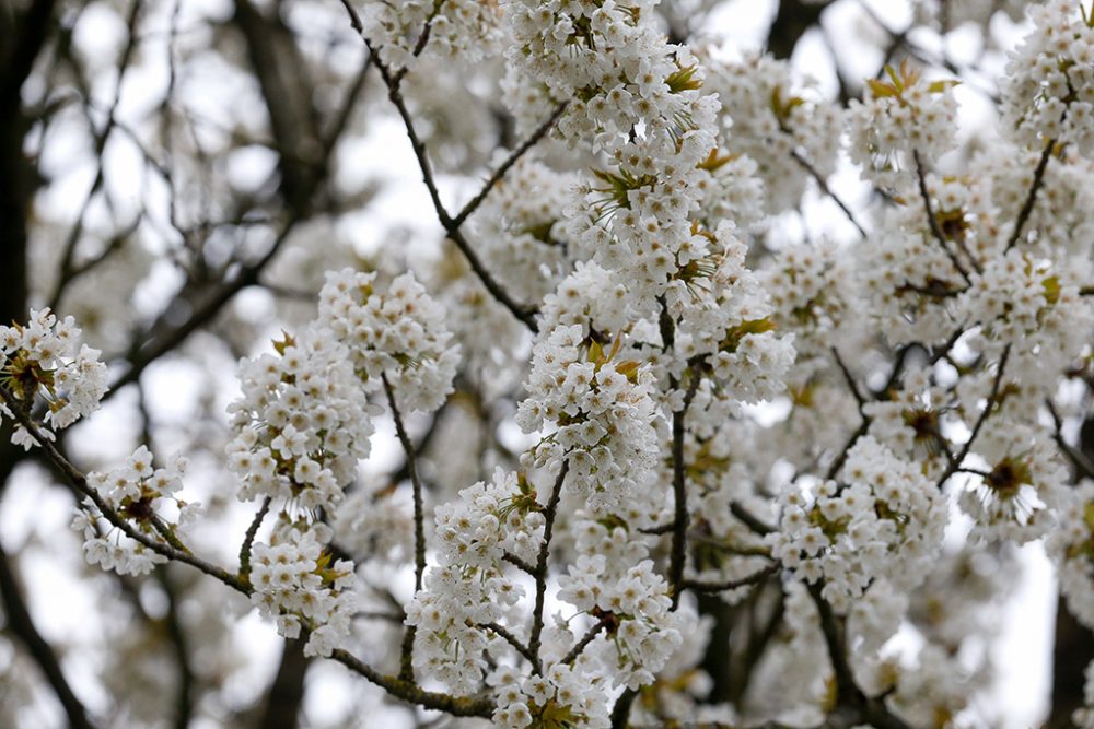 Birnbaum-Blüte (Bild: Nicolas Maeterlinck/Belga)