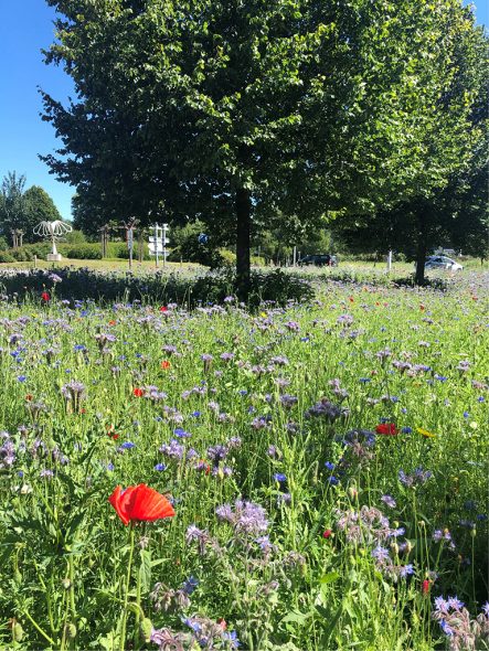 Eine Blumenwiese, die aus dem Saatgut 2020 entstanden ist (Bild: Gemeinde St. Vith)