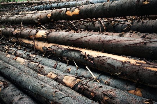 Fichten (Bild: © Bildagentur PantherMedia / Ahojdoma (YAYMicro) )