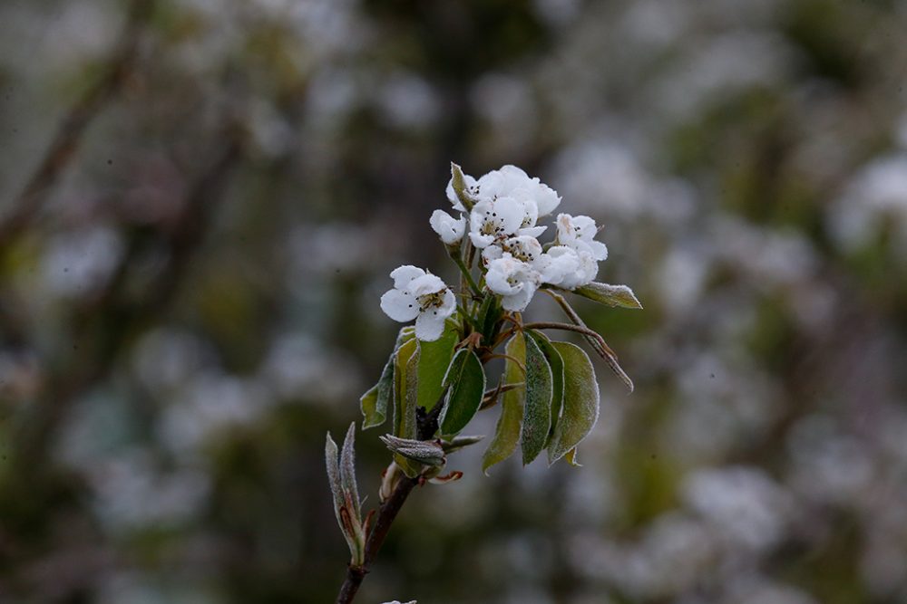 Frost an Birnbaum-Blüte (Bild: Nicolas Maeterlinck/Belga)