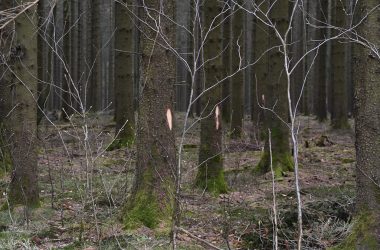 Markierte Bäume (Bild: Chantal Scheuren/BRF)