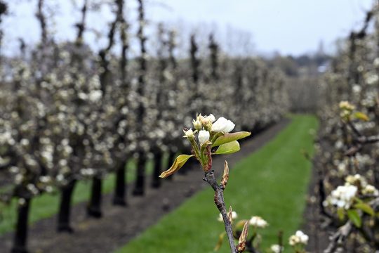 Obstplantage in Kortenaken