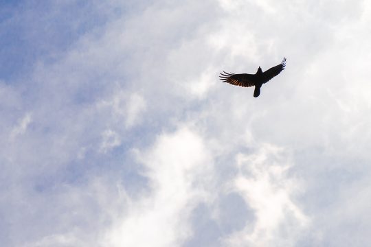 Vogel vor Wolken am blauen Himmel