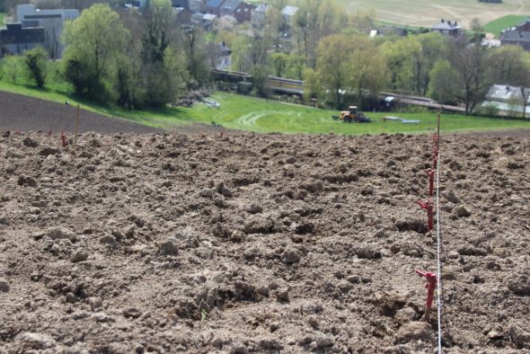 13 Freunde und ein Weinfeld: In Hombourg wird Wein angebaut (Bild: Andreas Lejeune/BRF)