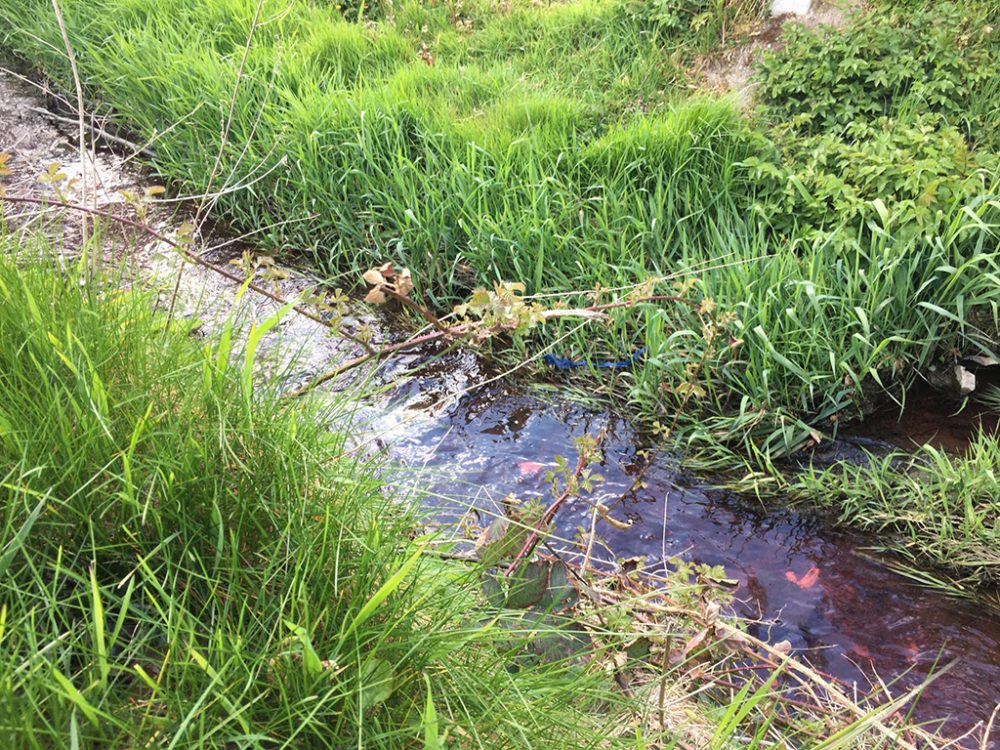 Roter Bachlauf in Baelen (Bild: Charlotte Karlowski)