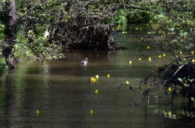 Die gefiederten Enten lassen sich nicht von den gelben PVC-Enten stören (Bild: Chantal Scheuren/BRF)