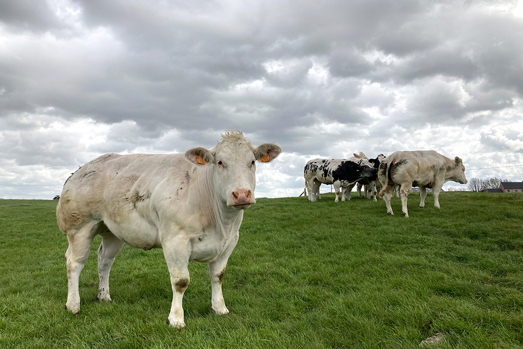 Fairebel vermarktet jetzt auch Fleisch (Bild: Robin Emonts/BRF)