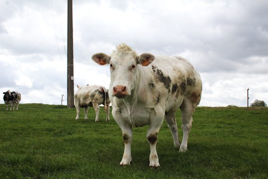 Fairebel vermarktet jetzt auch Fleisch (Bild: Robin Emonts/BRF)