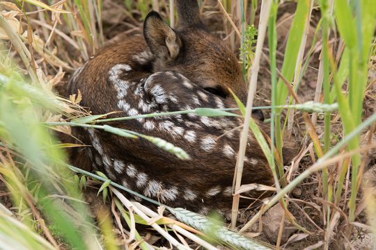 Rehkitz-Rettung (Bild: Sauvons Bambi)
