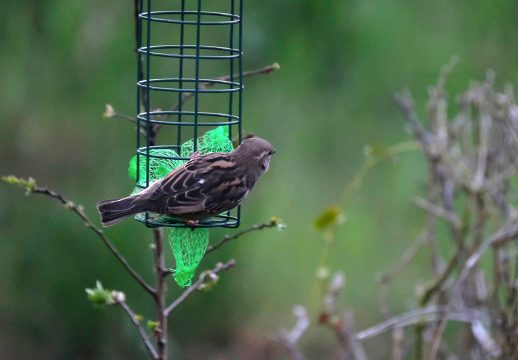 Spatz (Bild: Nicolas Maeterlinck/Belga)