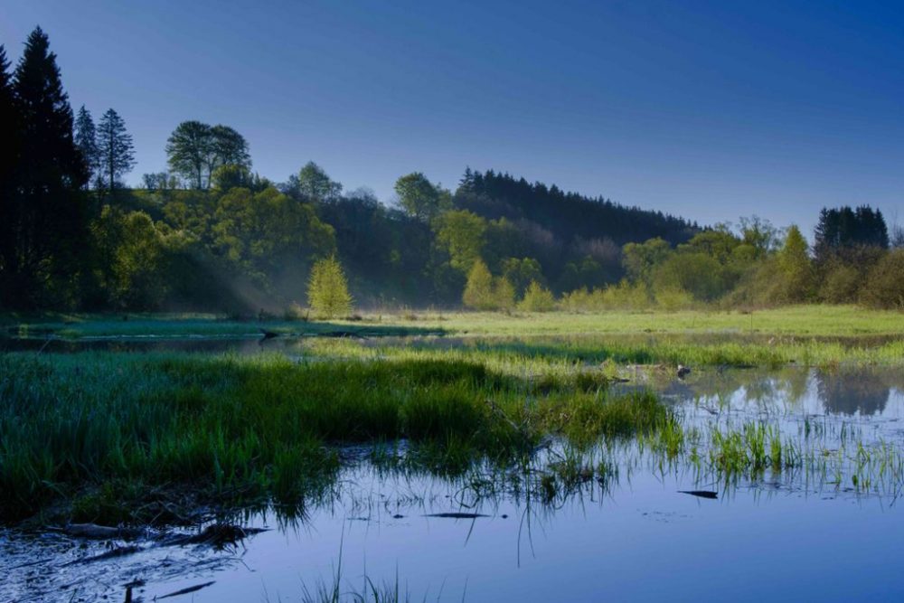 Morgenstimmung in Bütgenbach-Wirtzfeld (Bild: André Jaspart)