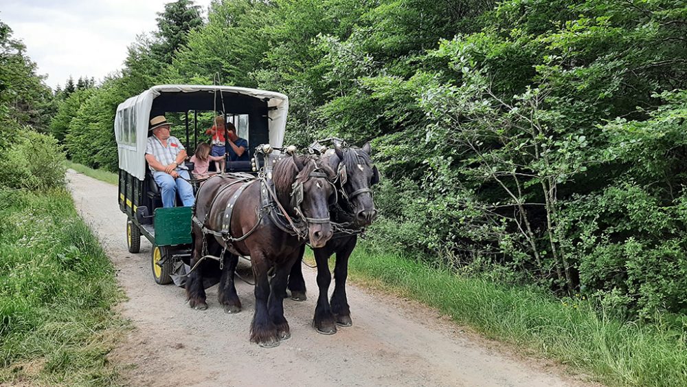 Im Galopp durch die Naturparks (Bild: Manuel Zimmermann/BRF)