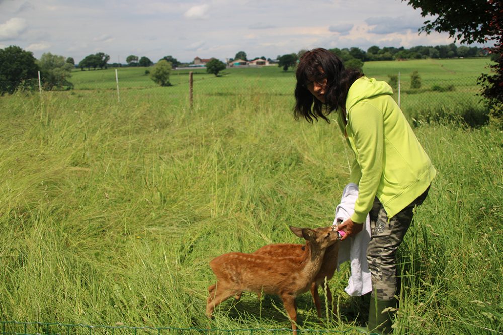 Wildtierpflege Raeren - AVES Ostkantone (Bild: Robin Emonts/BRF)