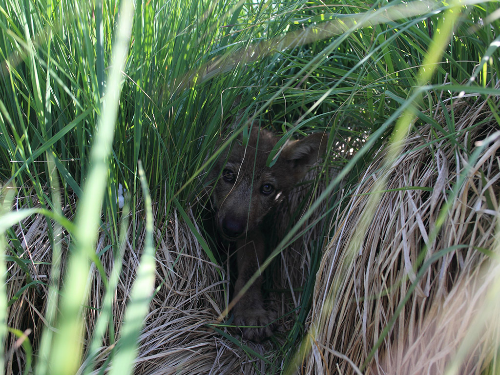 Wolfjunges im Hohen Venn