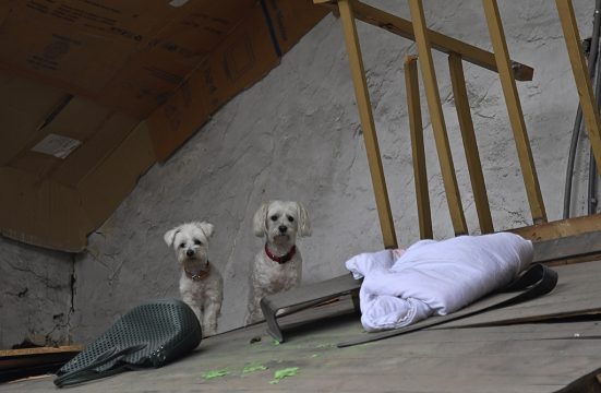 Diese beiden Hunde konnten in Trooz vor dem Hochwasser gerettet werden (Bild: Eric Lalmand/Belga)
