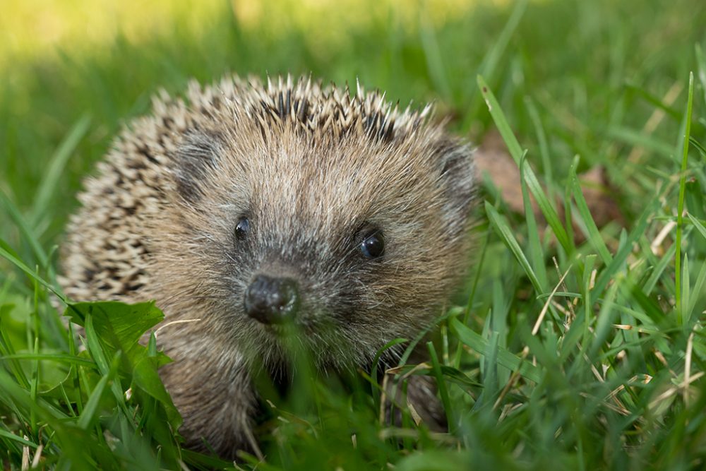 Igel im Garten (© Bildagentur PantherMedia / Sabine Katzenberger)