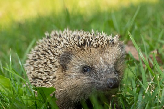Igel im Garten (© Bildagentur PantherMedia / Sabine Katzenberger)
