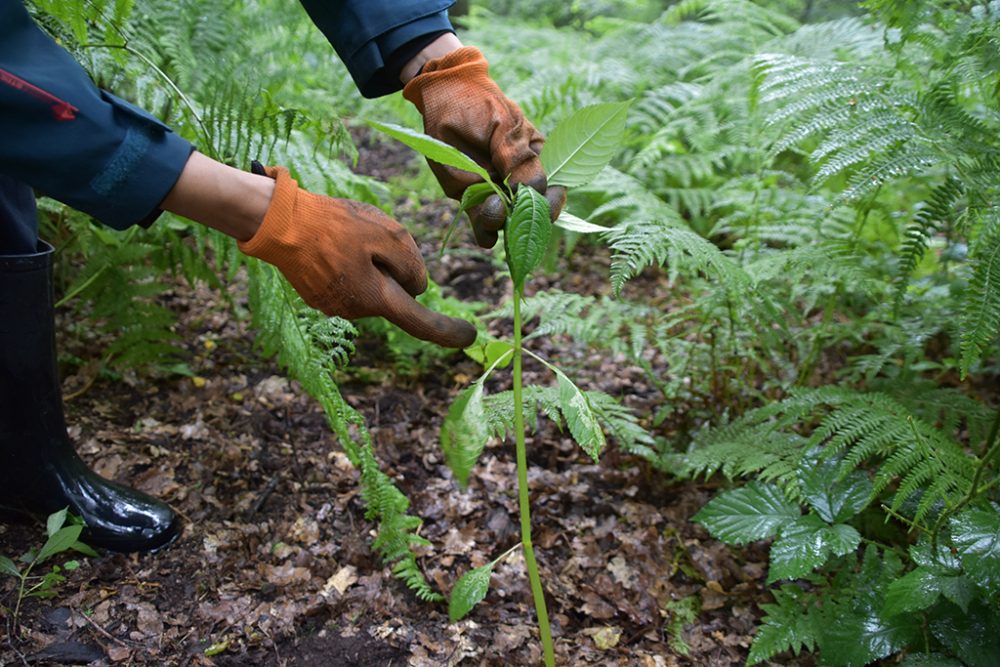 Das Indische Springkraut lässt sich wegen seiner flachen Wurzeln leicht ausrupfen (Bild: Chantal Scheuren/BRF)