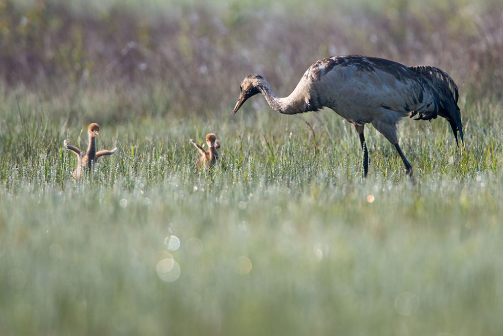 In Flandern sind zwei Kranich-Babys geschlüpft (Bild: Wim Dirckx)