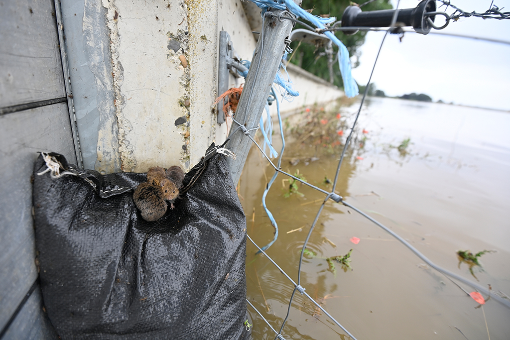 Ratten nach dem Hochwasser in Maaseik (Bild: Eric Lalmand/Belga)