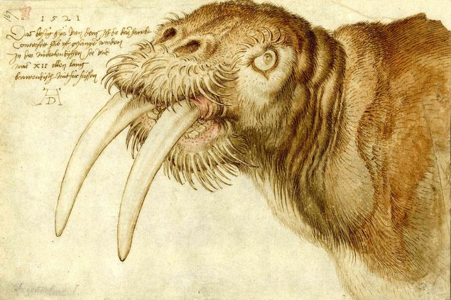 Albrecht Dürer: Kopf eines Walrosses, 1521 (The Trustees of the British Museum) (© Suermondt-Ludwig-Museum)