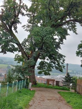 Bemerkenswerte Linde in der Nähe der Moorenhöhe in Eupen (Bild: Stadt Eupen)