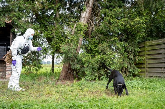 Zennah ist der erste "Sittenhund", der in Belgien im Einsatz ist (Bild: Föderale Polizei)