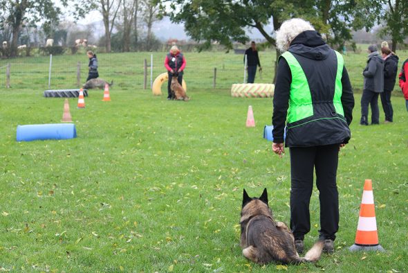 Hundewettbewerb in Hergenrath (Bild: Andreas Lejeune/BRF)