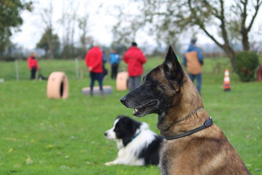 Hundewettbewerb in Hergenrath (Bild: Andreas Lejeune/BRF)