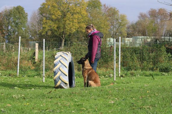 Hundewettbewerb in Hergenrath (Bild: Andreas Lejeune/BRF)