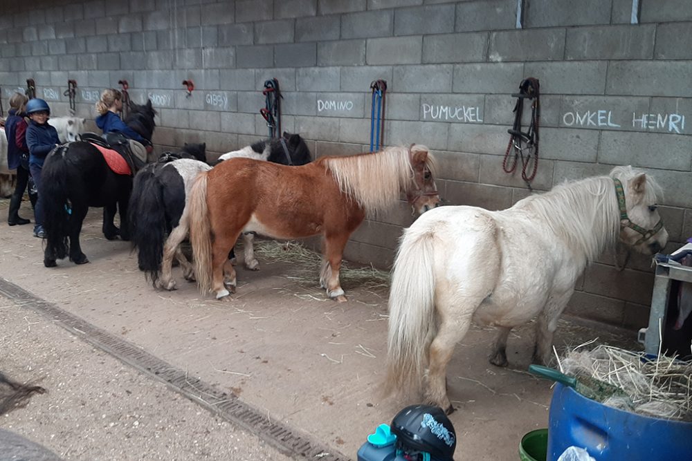 Jackys Ponyhof in Eupen (Bild: Manuel Zimmermann/BRF)