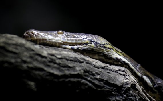 Python (Illustrationsbild: Axel Heimken/Dpa)