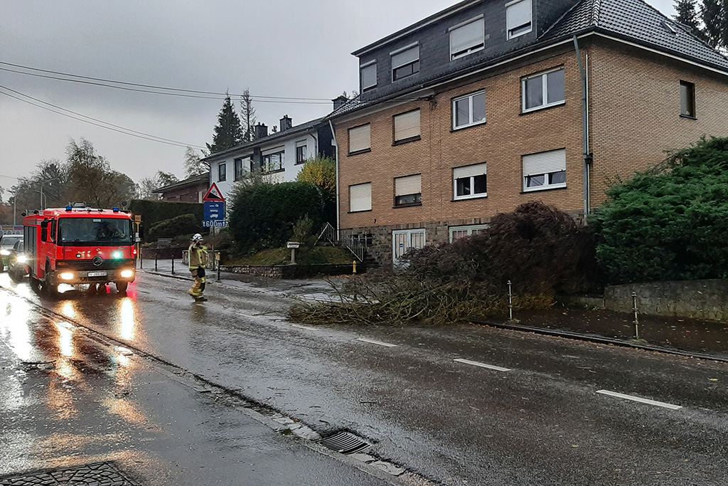 Umgestürzter Baum am Kehrweg in Eupen (Bild: Manuel Zimmermann/BRF)