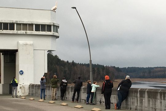 Pelikan an der Eupener Talsperre