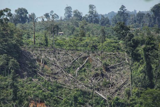 Auch Indonesien hat sich verpflichtet, seine Wälder zu schützen (Bild: Azwar Ipank/AFP)